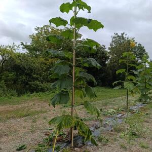 Paulownia en France - 27 August 2025