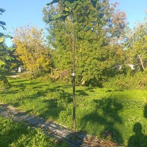 Paulownia en France - 17 October 2025