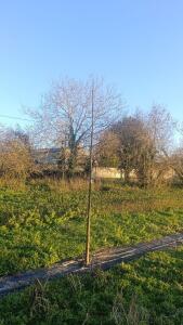 Paulownia en France - 4 January 2026