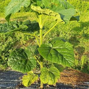 Paulownia en France - 27 August 2025