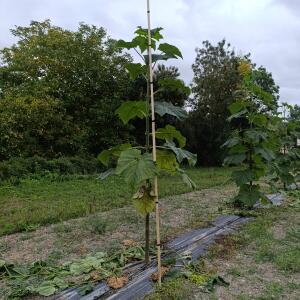 Paulownia en France - 27 August 2025