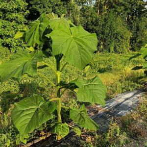 Paulownia en France - 28 August 2025