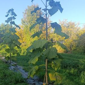 Paulownia en France - 17 October 2025
