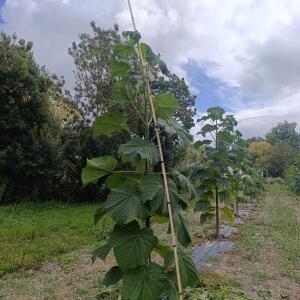 Paulownia en France - 28 August 2025