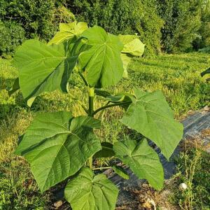 Paulownia en France - 28 August 2025