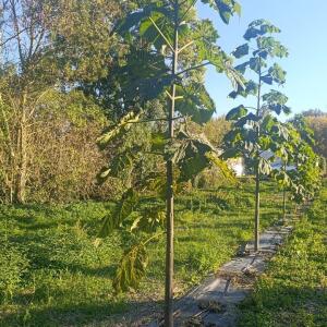 Paulownia en France - 17 October 2025