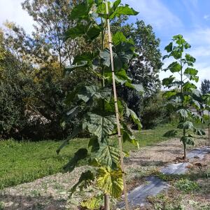 Paulownia en France - 28 August 2025