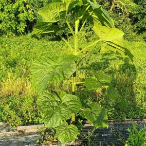 Paulownia en France - 28 August 2025