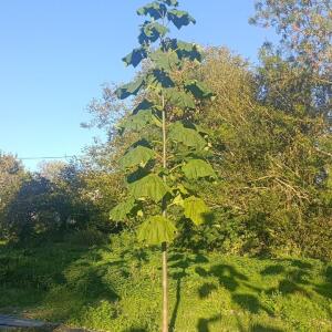 Paulownia en France - 17 October 2025