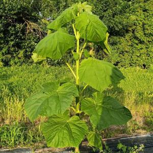 Paulownia en France - 28 August 2025