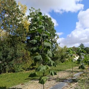 Paulownia en France - 28 August 2025