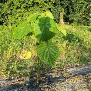 Paulownia en France - 28 August 2025