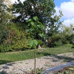Paulownia en France - 28 August 2025