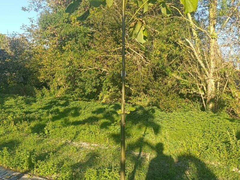 Paulownia en France