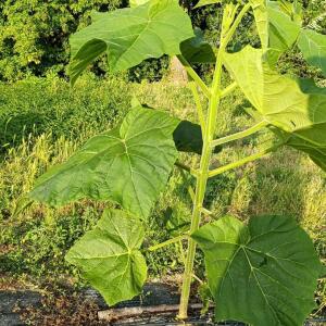 Paulownia en France - 28 August 2025
