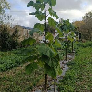 Paulownia en France - 20 October 2025