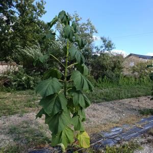 Paulownia en France - 28 August 2025
