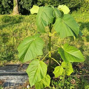 Paulownia en France - 28 August 2025