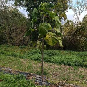 Paulownia en France - 20 October 2025