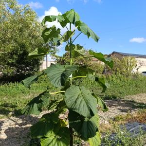 Paulownia en France - 28 August 2025