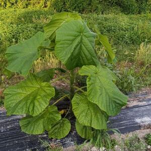 Paulownia en France - 28 August 2025