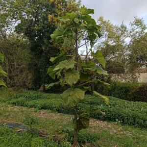 Paulownia en France - 20 October 2025