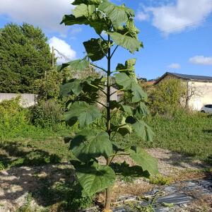 Paulownia en France - 28 August 2025