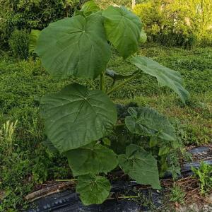 Paulownia en France - 28 August 2025