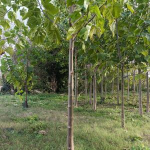 Small first plantation