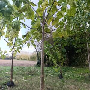 Small first plantation