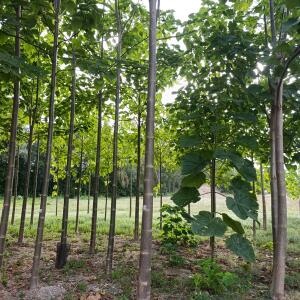 Small first plantation