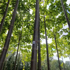 Small first plantation