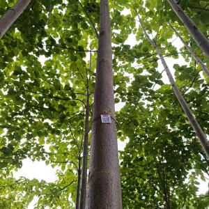 Small first plantation