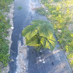 Paulownia en France - 17 October 2025