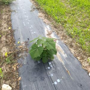 Paulownia en France - 7 September 2025