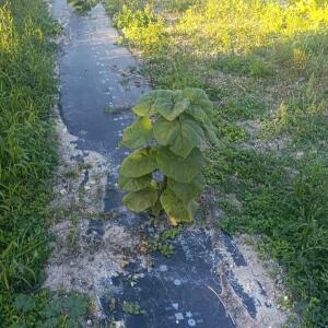 Paulownia en France - 17 October 2025