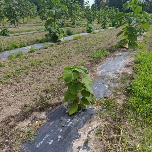 Paulownia en France - 7 September 2025