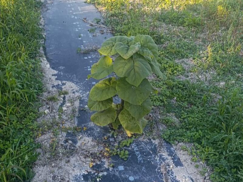 Paulownia en France