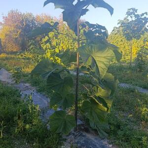 Paulownia en France - 17 October 2025