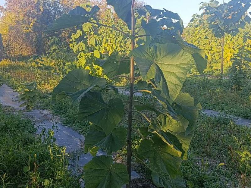 Paulownia en France