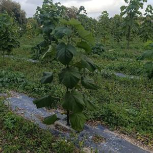 Paulownia en France - 20 October 2025