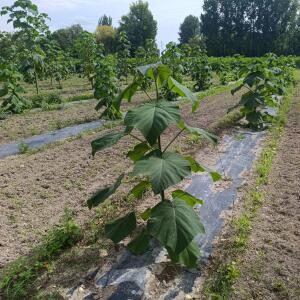 Paulownia en France - 7 September 2025