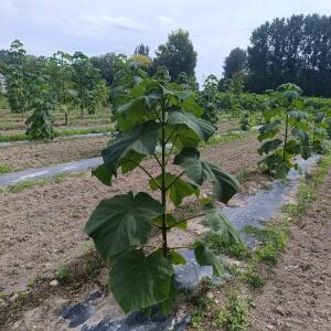 Paulownia en France - 7 September 2025