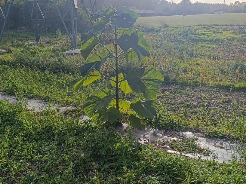 Paulownia en France