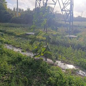 Paulownia en France - 20 October 2025