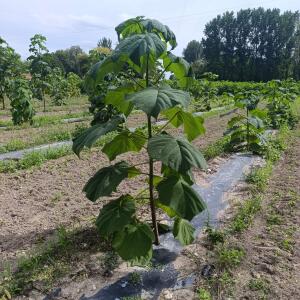 Paulownia en France - 7 September 2025