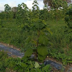 Paulownia en France - 20 October 2025