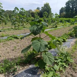 Paulownia en France - 7 September 2025