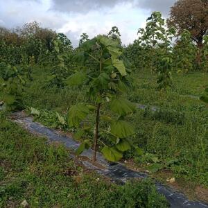 Paulownia en France - 20 October 2025