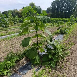 Paulownia en France - 7 September 2025